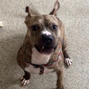 Meet your Posher, Brett